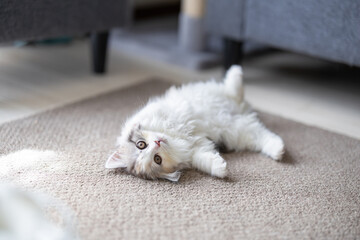 絨毯の上でひっくり返るスコティッシュフォールドの仔猫