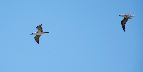 birds in flight
