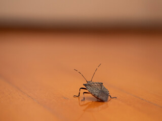 Brown marmorated stink bug at home, invasive stink bug on the floor of the house