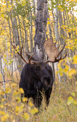 Bull Moose in Autumn in the Rut in Wyoming
