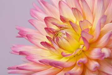 Pink and yellow dahlia flower isolated on a soft pink background.