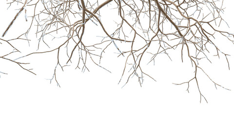 Close up branches of a tree in winter	

