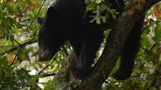 Black bear cub in an oak tree reaching for acorns, October in Tennessee. Slow motion, 1/2 natural speed.