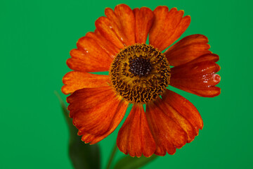 Orange helenium flower isolated on green background.