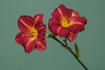 Red-orange daylily  isolated on green background.