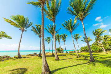 Palm trees and green meadow in bas du Fort beach