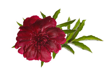 A dark red peony flower isolated on a white background.