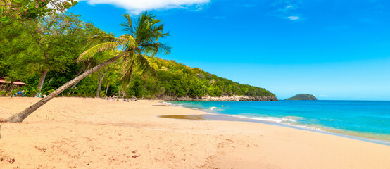 Palm trees leaning over La Perle beach in Guadeloupe