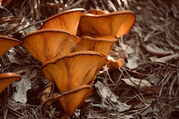 Group of fresh orange mushrooms from the autumn forest.
