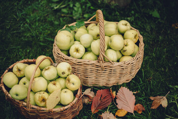 yellow apples in two brown wicker baskets standing on green grass with red leaves. top view, close-up
