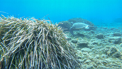 Loggerhead sea turtle (Caretta caretta) swimming among posidonia sea weed in the Mediterranean Sea