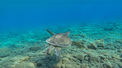 Naklejka premium Caretta caretta sea turtle swimming underwater in the Mediterranean Sea by the Turkish coast 
