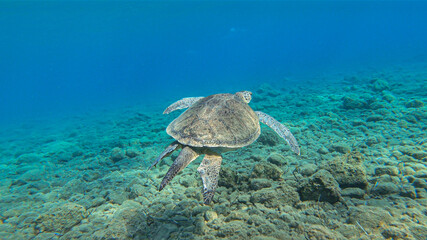 Fototapeta na wymiar Close up image of sea turtle in the Mediterranean Sea