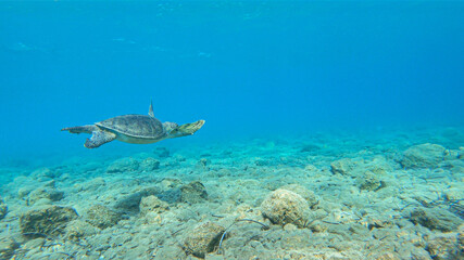 Naklejka na ściany i meble Caretta caretta sea turtle swimming underwater in the Mediterranean Sea by the Turkish coast 