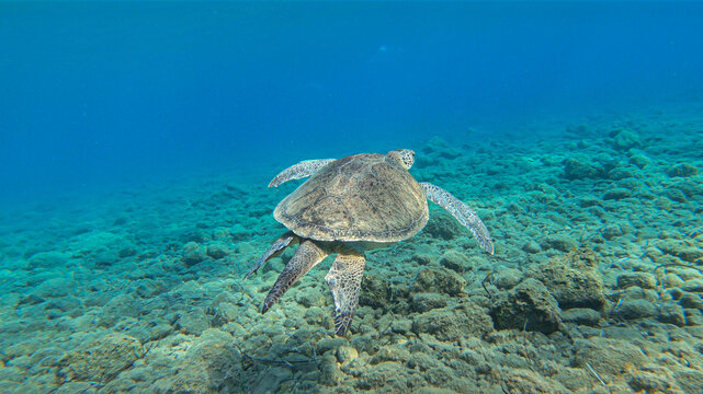 Close up image of sea turtle in the Mediterranean Sea