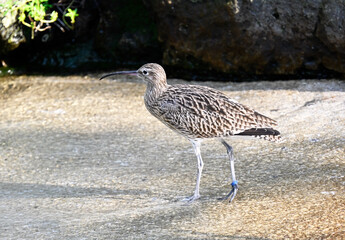 An eurasian curlew walking on coastline