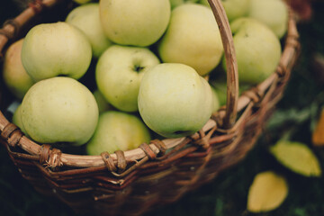 yellow apples in a brown wicker basket standing on green grass with red leaves. top view, close-up