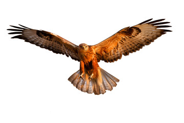 Flying bird of prey. Isolated image. White background.
