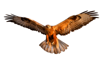 Flying bird of prey. Isolated image. White background.
