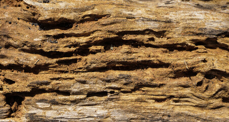 Dry tree texture. Tree bark background texture