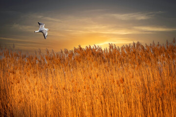 Fototapeta premium A bird flying in a quiet and serene landscape. 