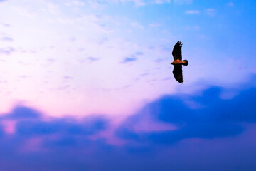 Flying bird of prey. Cloudy sky background. Lesser Spotted Eagle.