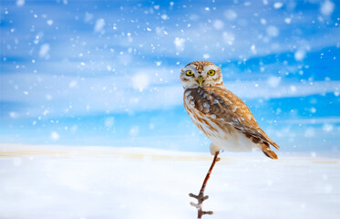 Fototapeta premium winter and owl. Winter nature background. Little Owl.
