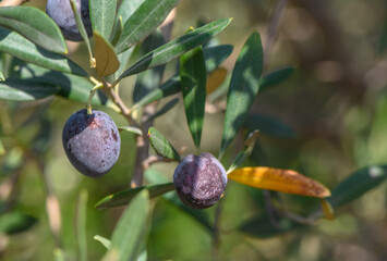 black fresh olives on olive tree branches
