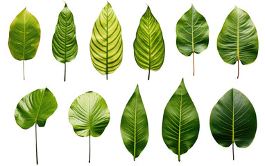 Dazzling Different Tropical Green Leaves Isolated on Transparent Background PNG. - obrazy, fototapety, plakaty