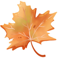 Fototapeta premium maple1