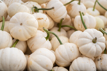 Miniature White Pumpkins in a Pile. Pumpkins background. Soft focus. 