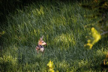 baby deer hiding in the grass