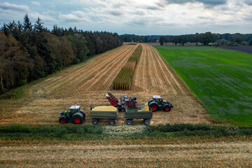 Making silage. The combine mows the corn crop. Agriculture. Drone photo.