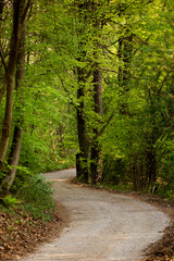 amaizing woods of north italy