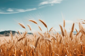 Fototapeta premium Bountiful Wheat Harvest in the Sun