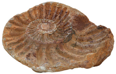 ammonite fossil © Luis Fernando Acosta