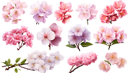 Sets of amazing Japanese flowers and nature elements, set of various types of Sakura and Kiku, Plum Blossoms, Iris isolated on white background