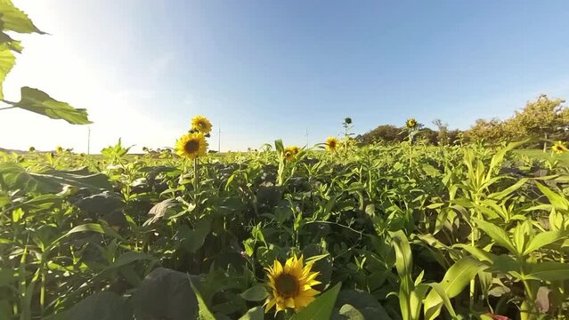 sch&ouml;ne Sonnenblumen wiegen sanft im Wind auf wundersch&ouml;nem Sonnenblumenfeld, blauer Himmel, Nahaufnahme, Insekten