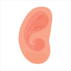 Human ear on white background