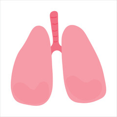 Human lungs on white background