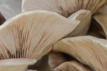Bottom front view of a bunch of mushrooms