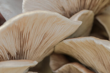 Fototapeta na wymiar Bottom front view of a bunch of mushrooms