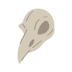 Skull of bird on white background