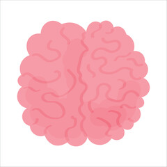 Human brain on white background