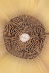 Abstract background of mushrooms, bottom close-up of a mushroom cap.