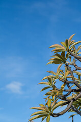 Tropical Green Plumeria Leaves Under Blue Sky in Waikiki, Hawaii.