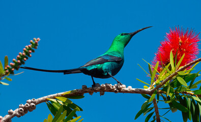 A curious male malachite sunbird. A gorgeous male malachite sunbird (Nectarina famosa) in his breeding plumage perched on a bottlebrush branch. - obrazy, fototapety, plakaty
