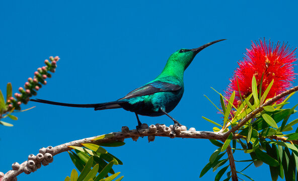 A curious male malachite sunbird. A gorgeous male malachite sunbird (Nectarina famosa) in his breeding plumage perched on a bottlebrush branch.