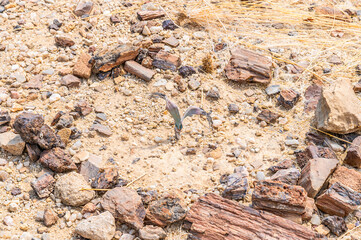 A shoot of the national flower of Namibia, welwitschia mirabilis in the dry season