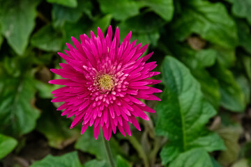 Fototapeta premium Beautiful pink aster flower blooming in the garden. Macro flower photography, selective focus.